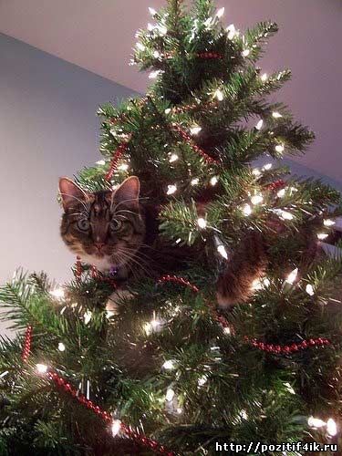 кошка на елке